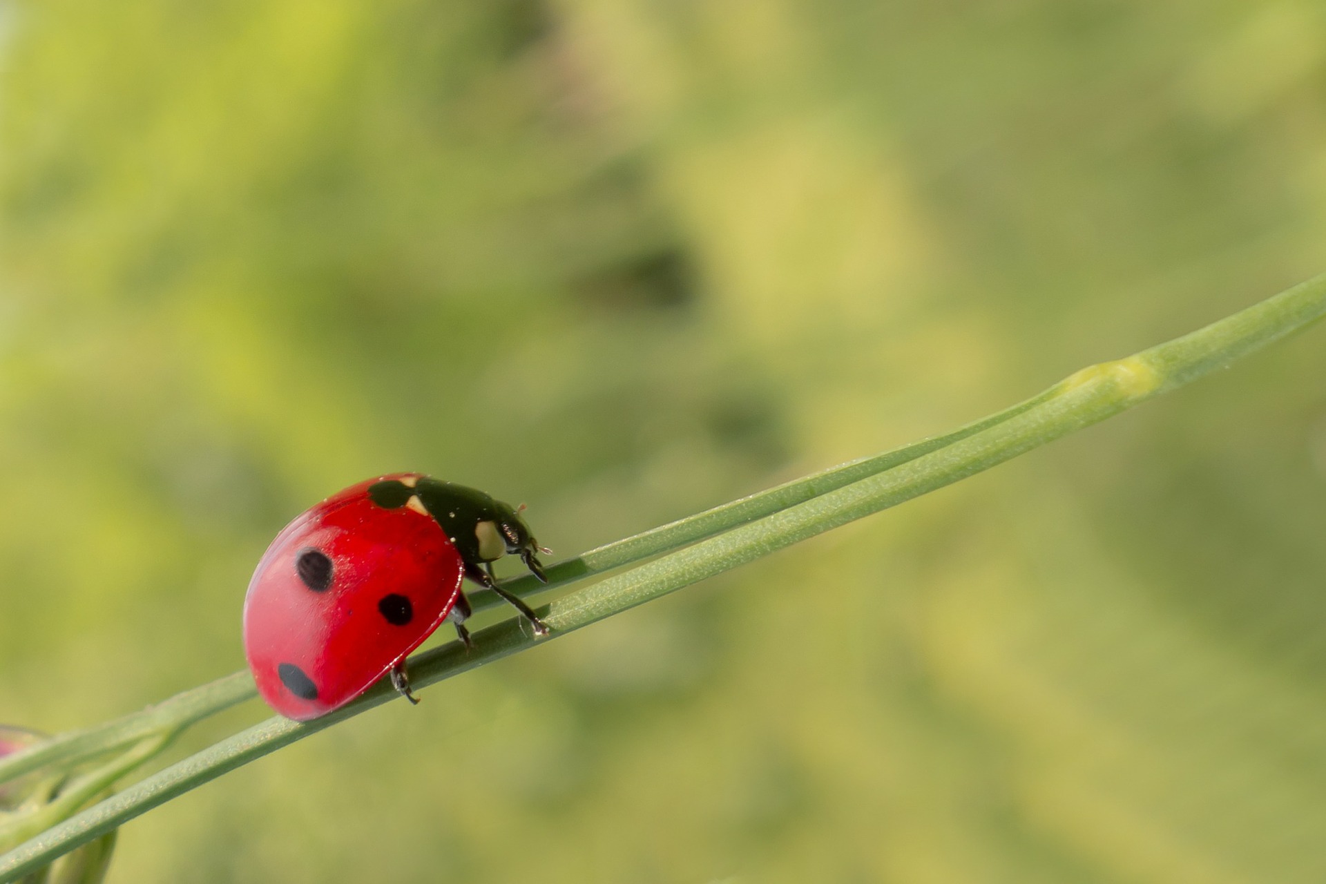chinita subiendo por una hoja chinita subiendo por una hoja